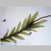 Plants 04er 01.jpg